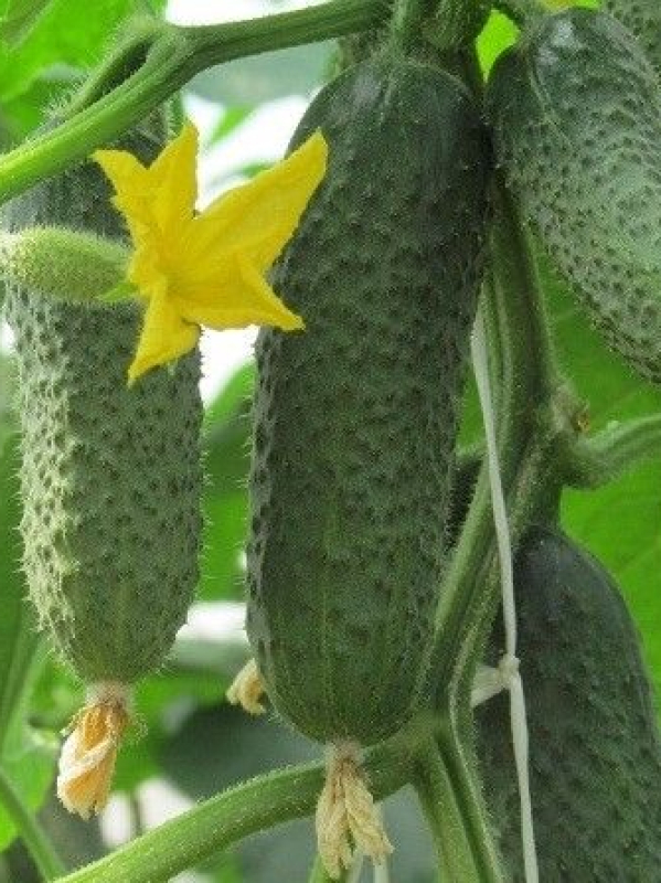 Gurķi Kybria F1 100s (AG-02-1338)